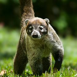 coati-250x250