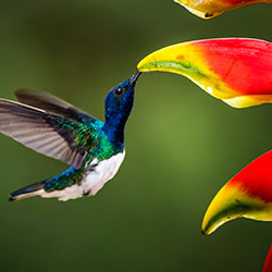 hummingbird-heliconia-250x250