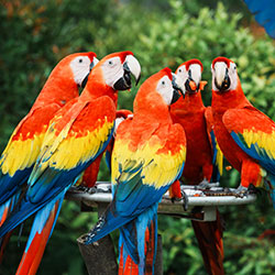 macaws-250x250