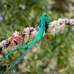 quetzal-250x250