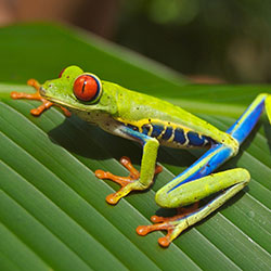 red-eyed-tree-frog-250x250