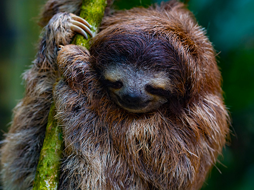 sloth-500x375