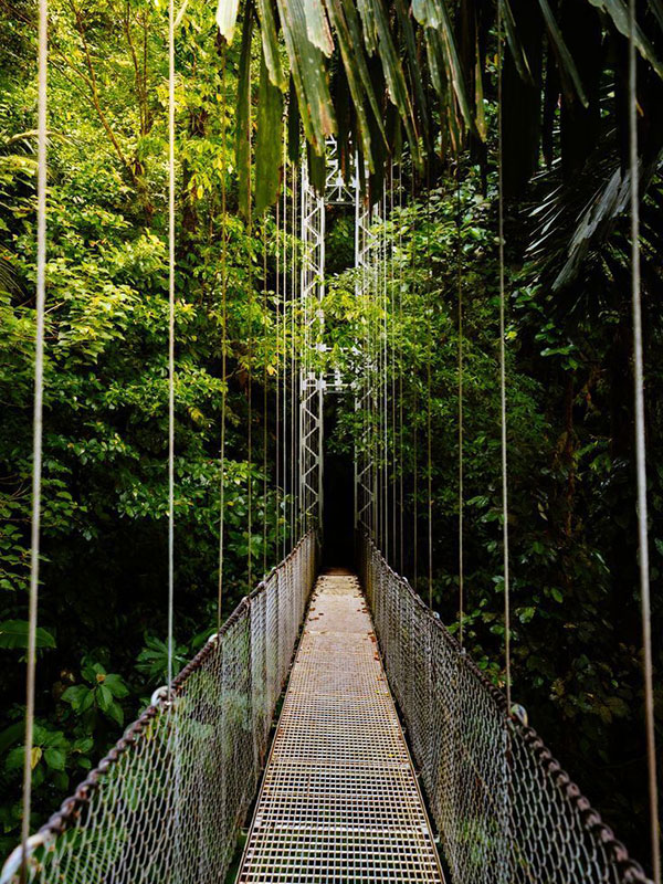 hanging-bridge-600x800